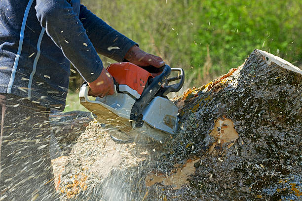 Dead Tree Removal in Churchill, OH